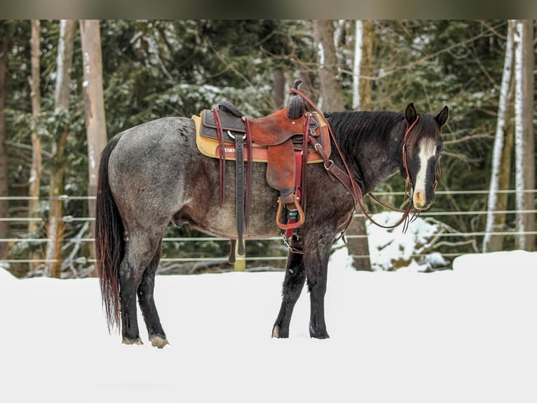 American Quarter Horse Wallach 5 Jahre 145 cm Roan-Blue in Clarion