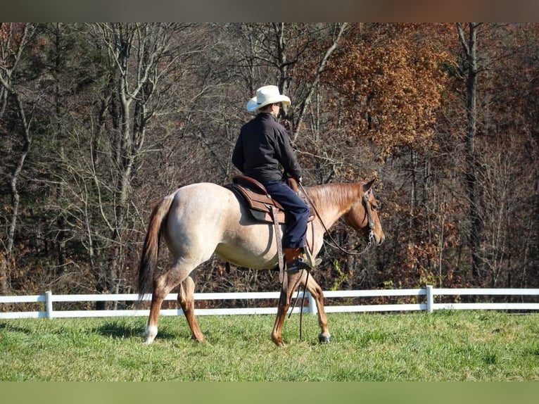 American Quarter Horse Wallach 5 Jahre 145 cm Roan-Red in Millerstown PA