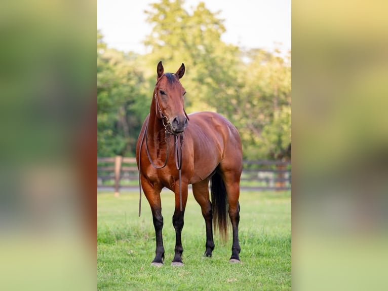 American Quarter Horse Wallach 5 Jahre 145 cm Rotbrauner in New Holland, PA