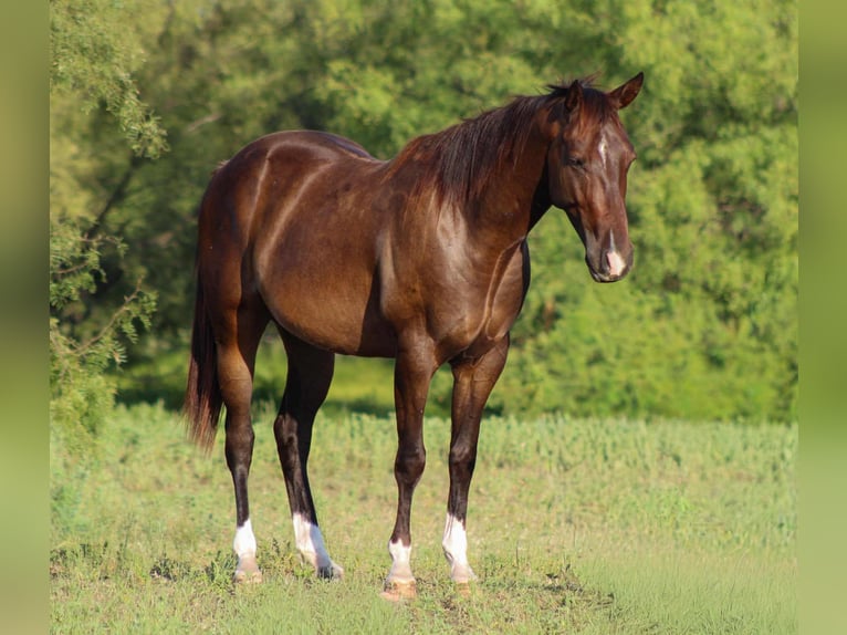 American Quarter Horse Wallach 5 Jahre 145 cm Rotbrauner in Stephenville TX