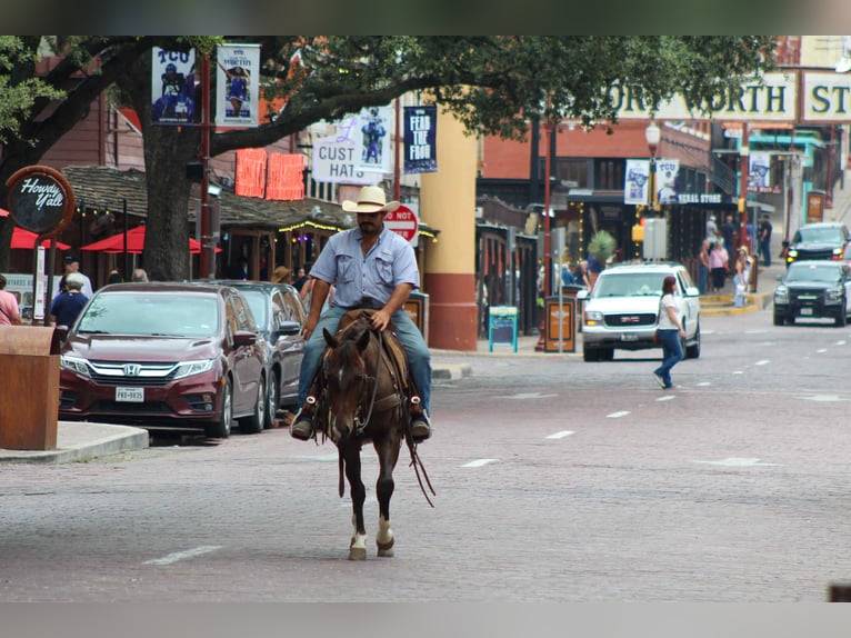 American Quarter Horse Wallach 5 Jahre 145 cm Rotbrauner in Stephenville TX