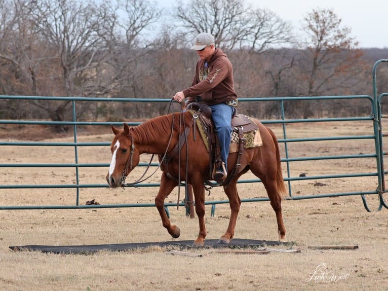 American Quarter Horse Wallach 5 Jahre 145 cm Rotfuchs in Healdton, OK
