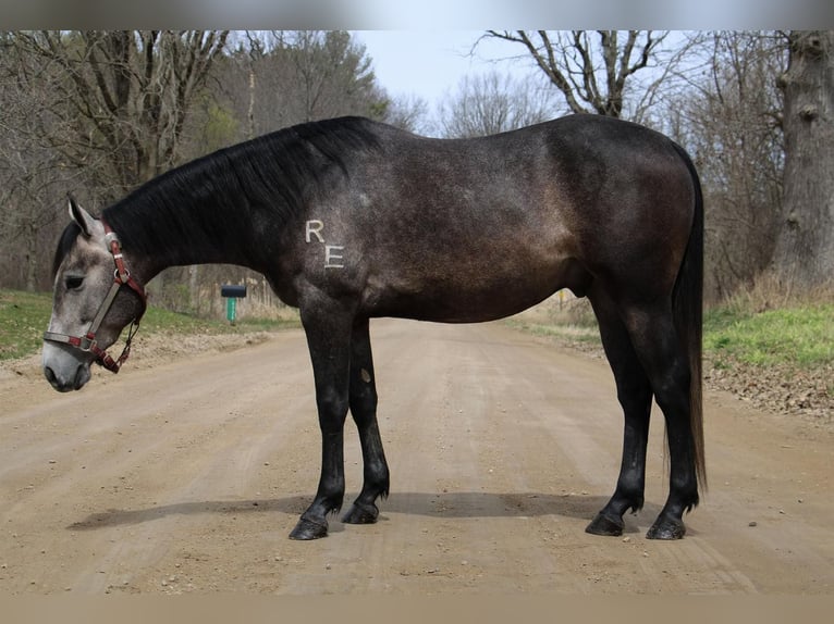 American Quarter Horse Wallach 5 Jahre 145 cm Schimmel in Howell MI