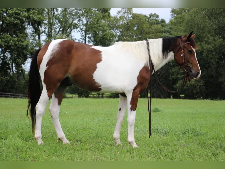American Quarter Horse Wallach 5 Jahre 145 cm Tobiano-alle-Farben in Highland MI