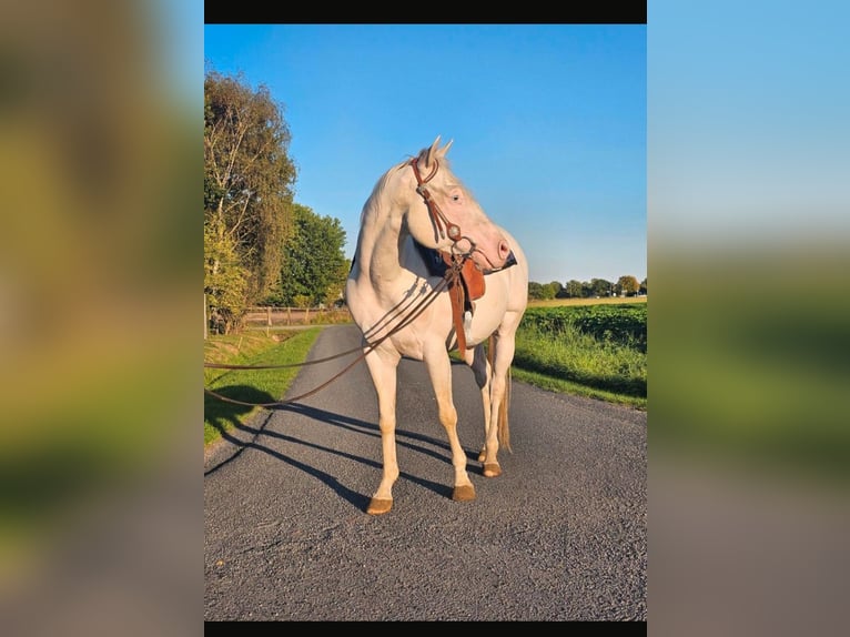 American Quarter Horse Wallach 5 Jahre 145 cm White in Ascheberg