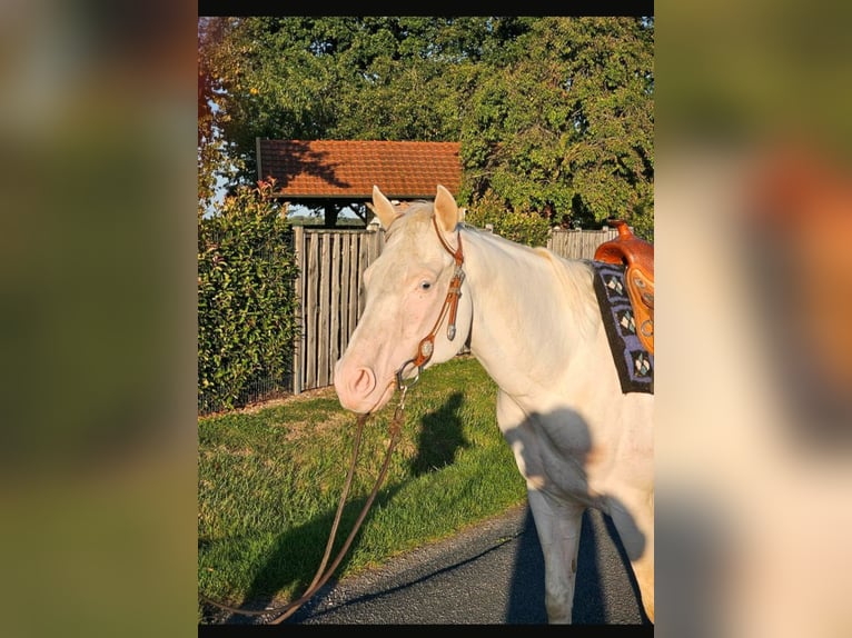 American Quarter Horse Wallach 5 Jahre 145 cm White in Ascheberg