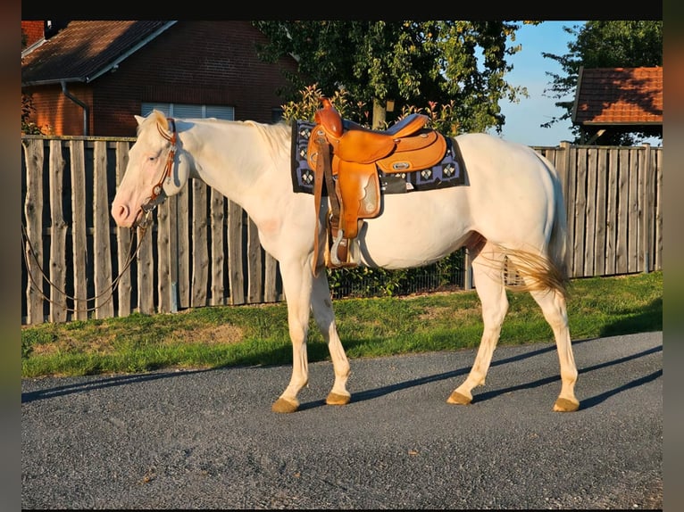 American Quarter Horse Wallach 5 Jahre 145 cm White in Ascheberg