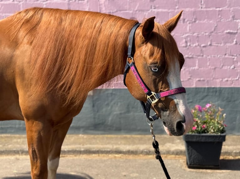 American Quarter Horse Wallach 5 Jahre 146 cm Fuchs in Wittlich