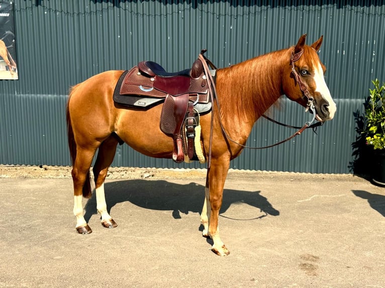 American Quarter Horse Wallach 5 Jahre 146 cm Fuchs in Wittlich