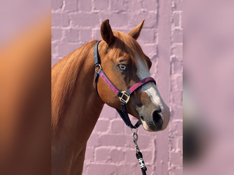 American Quarter Horse Wallach 5 Jahre 146 cm Fuchs in Wittlich