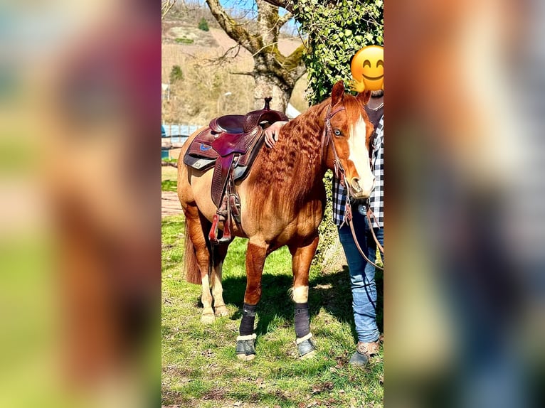 American Quarter Horse Wallach 5 Jahre 146 cm Fuchs in Wittlich