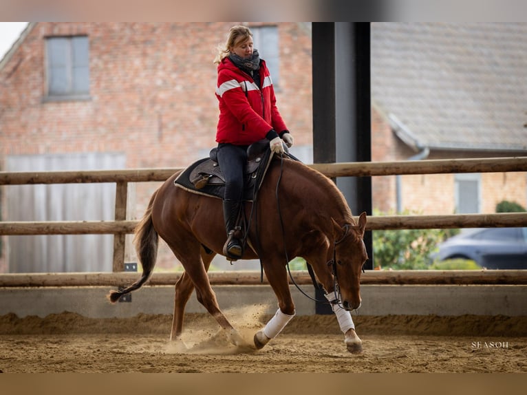 American Quarter Horse Wallach 5 Jahre 146 cm Fuchs in Lier