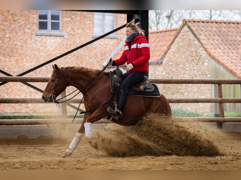 American Quarter Horse Wallach 5 Jahre 146 cm Fuchs in Lier