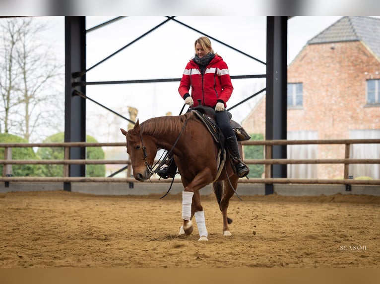 American Quarter Horse Wallach 5 Jahre 146 cm Fuchs in Lier