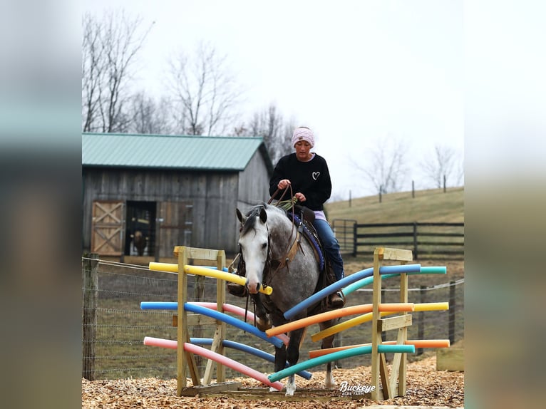 American Quarter Horse Wallach 5 Jahre 147 cm Apfelschimmel in Millersburg