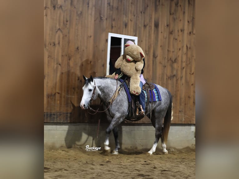 American Quarter Horse Wallach 5 Jahre 147 cm Apfelschimmel in Millersburg