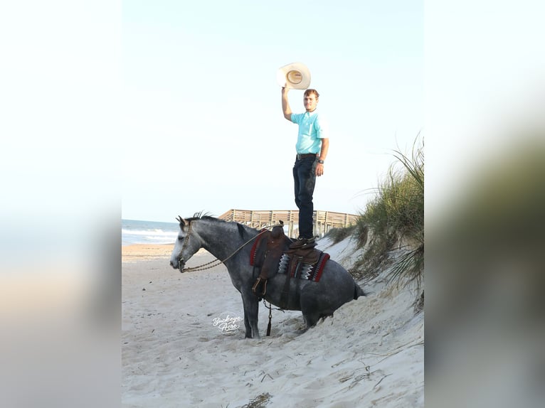 American Quarter Horse Wallach 5 Jahre 147 cm Apfelschimmel in Millersburg