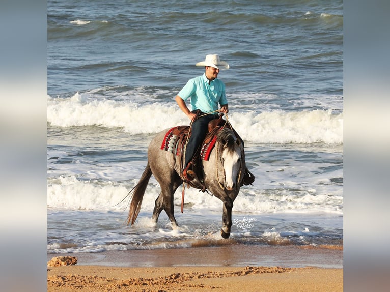 American Quarter Horse Wallach 5 Jahre 147 cm Apfelschimmel in Millersburg