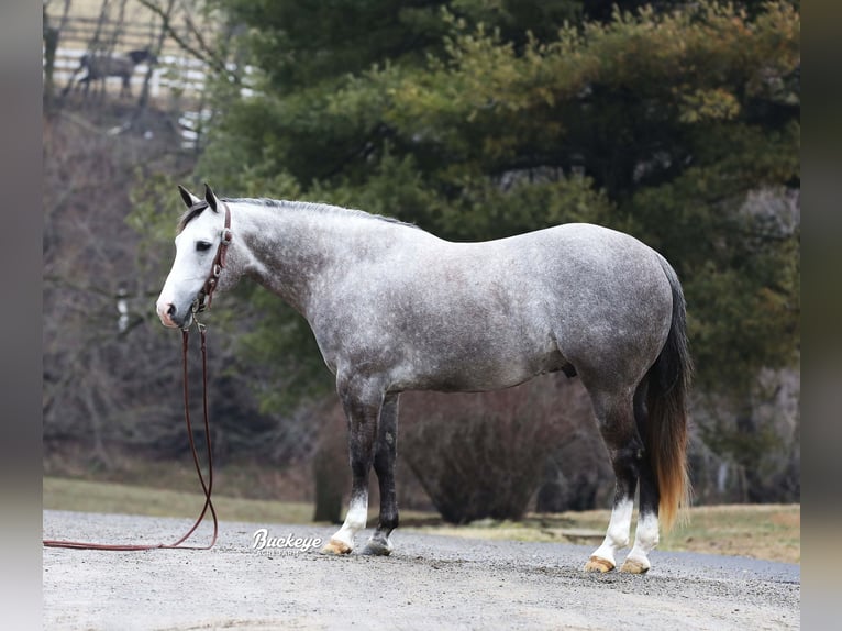 American Quarter Horse Wallach 5 Jahre 147 cm Apfelschimmel in Millersburg