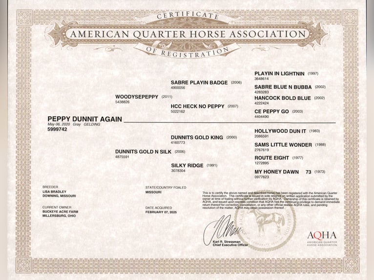 American Quarter Horse Wallach 5 Jahre 147 cm Apfelschimmel in Millersburg