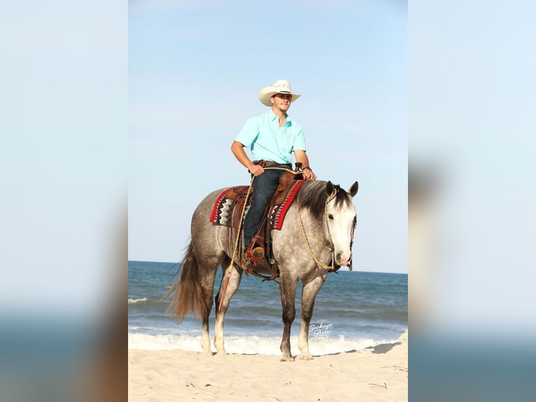 American Quarter Horse Wallach 5 Jahre 147 cm Apfelschimmel in Millersburg