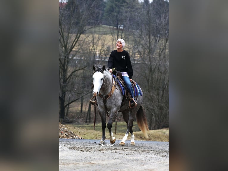 American Quarter Horse Wallach 5 Jahre 147 cm Apfelschimmel in Millersburg