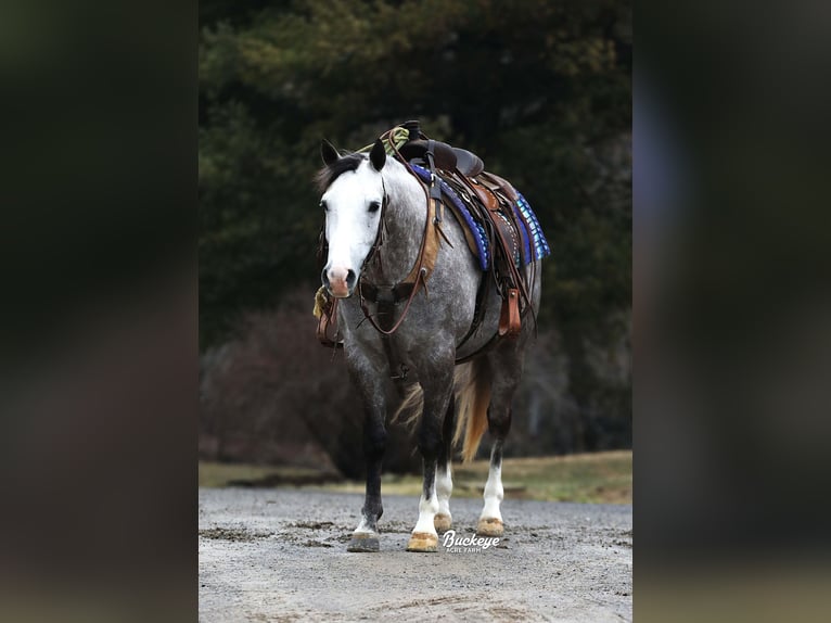 American Quarter Horse Wallach 5 Jahre 147 cm Apfelschimmel in Millersburg