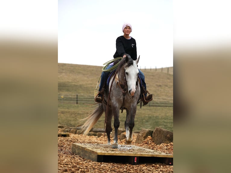 American Quarter Horse Wallach 5 Jahre 147 cm Apfelschimmel in Millersburg