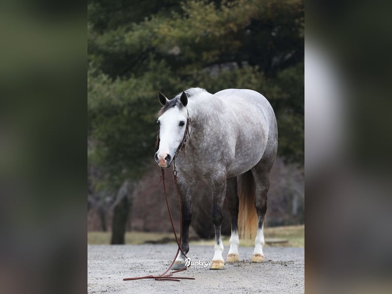 American Quarter Horse Wallach 5 Jahre 147 cm Apfelschimmel in Millersburg