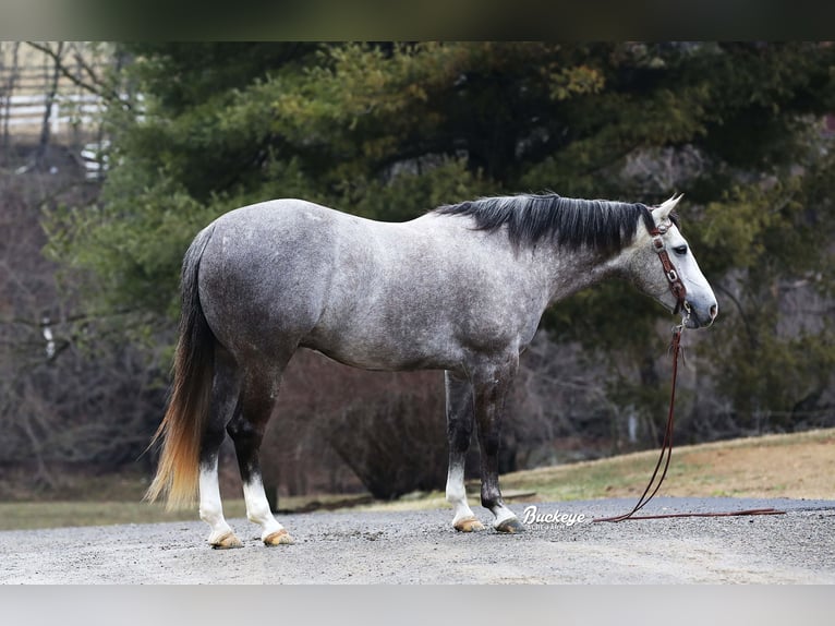 American Quarter Horse Wallach 5 Jahre 147 cm Apfelschimmel in Millersburg