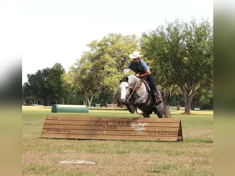 American Quarter Horse Wallach 5 Jahre 147 cm Apfelschimmel in Millersburg