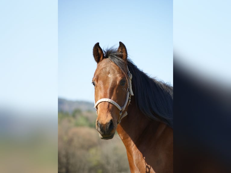 American Quarter Horse Wallach 5 Jahre 147 cm Brauner in Deutschlandsberg