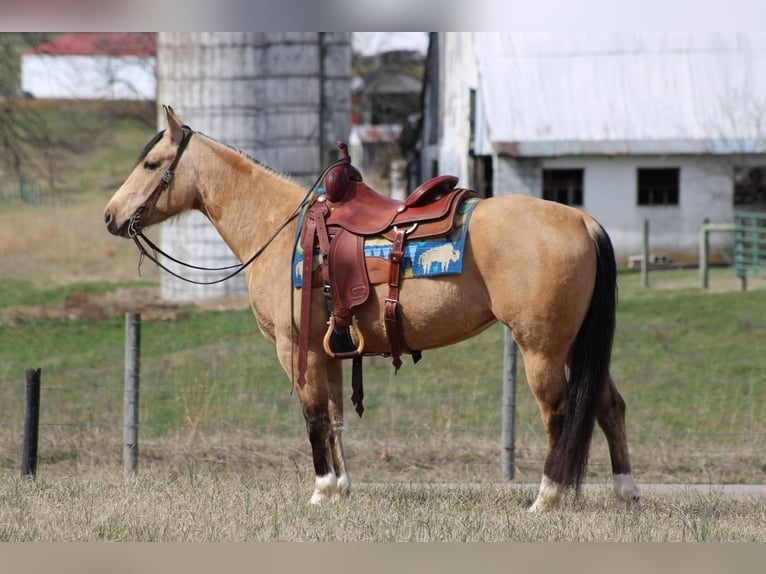 American Quarter Horse Wallach 5 Jahre 147 cm Buckskin in Sonora Ky