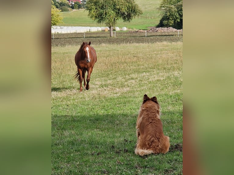 American Quarter Horse Wallach 5 Jahre 147 cm Dunkelfuchs in Mücke