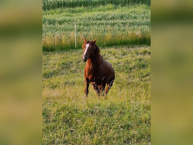 American Quarter Horse Wallach 5 Jahre 147 cm Dunkelfuchs in Mücke
