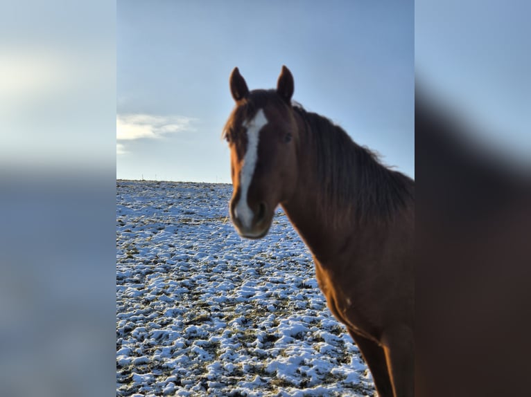 American Quarter Horse Wallach 5 Jahre 147 cm Dunkelfuchs in Mücke