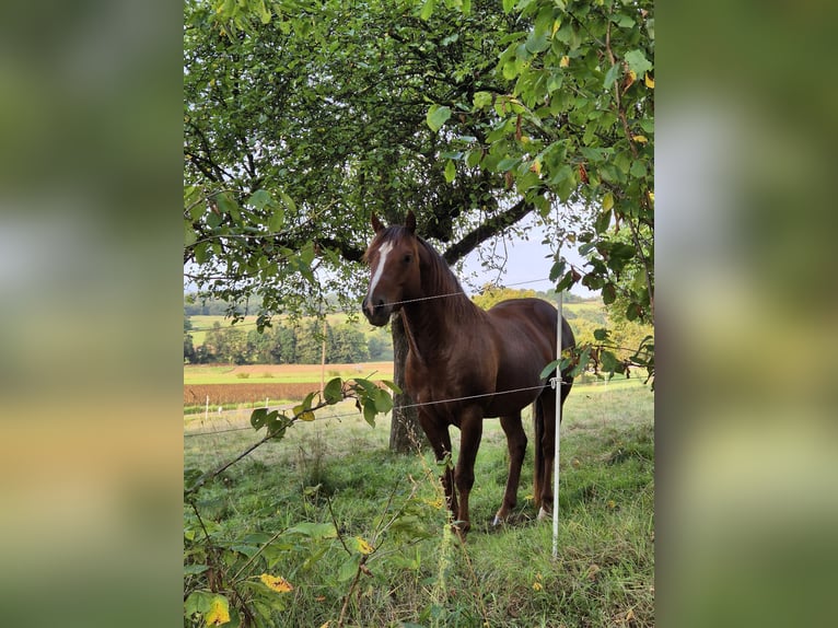 American Quarter Horse Wallach 5 Jahre 147 cm Dunkelfuchs in Mücke