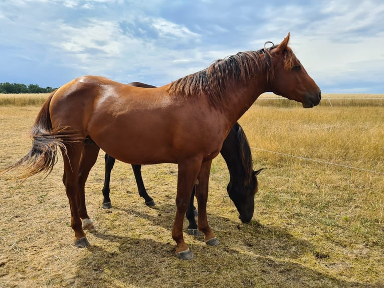 American Quarter Horse Wallach 5 Jahre 147 cm Dunkelfuchs in Mücke