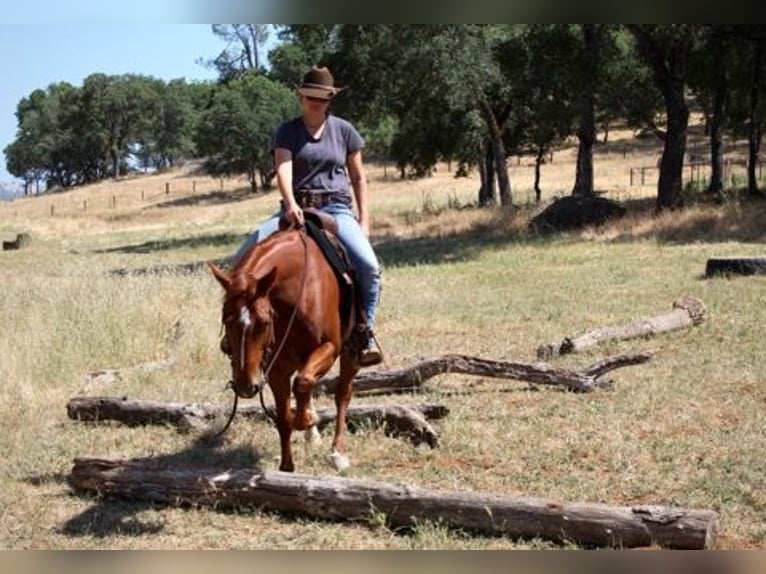 American Quarter Horse Wallach 5 Jahre 147 cm Dunkelfuchs in Plymouth, CA