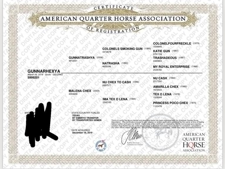 American Quarter Horse Wallach 5 Jahre 147 cm Falbe in Port Saint Lucie