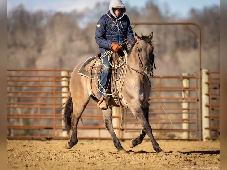 American Quarter Horse Wallach 5 Jahre 147 cm Grullo in Auburn, KY