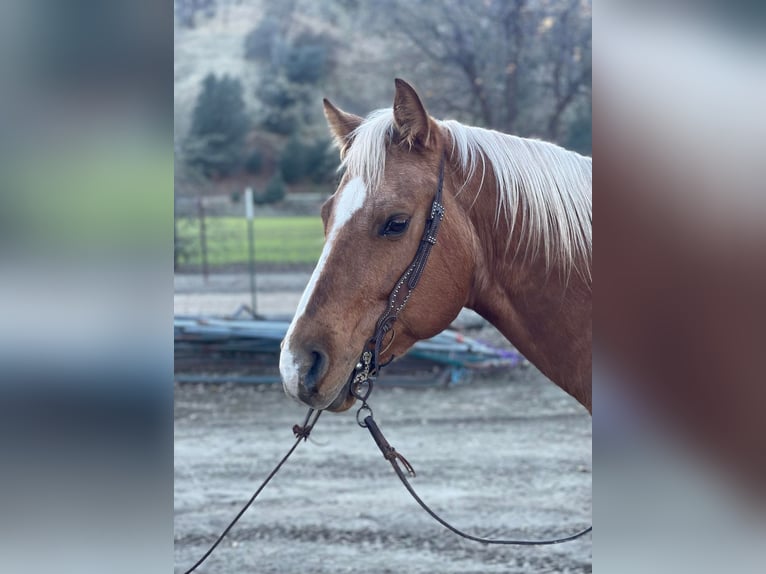 American Quarter Horse Wallach 5 Jahre 147 cm Palomino in Paicines CA