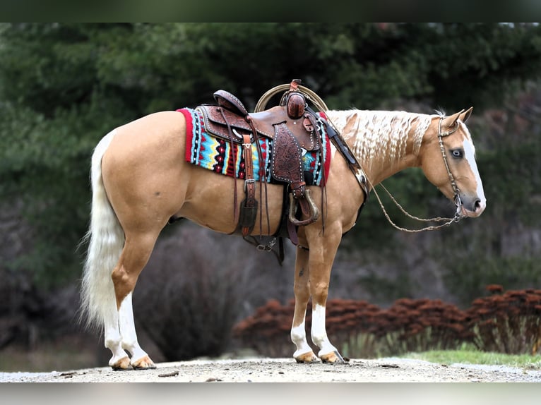 American Quarter Horse Wallach 5 Jahre 147 cm Palomino in Millersburg,OH