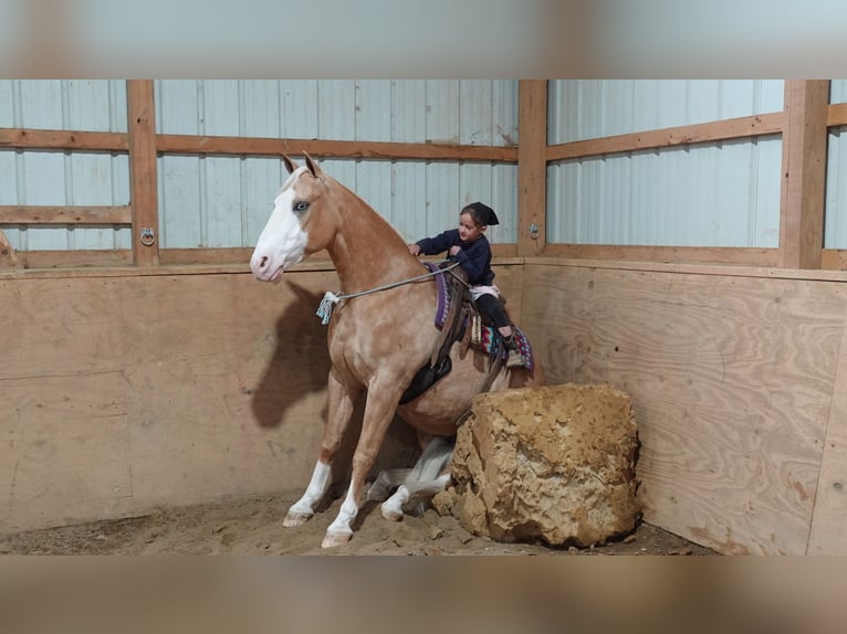 American Quarter Horse Wallach 5 Jahre 147 cm Palomino in Millersburg,OH