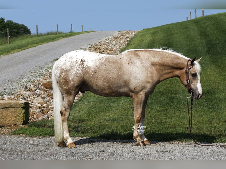 American Quarter Horse Mix Wallach 5 Jahre 147 cm Palomino in Millersburg