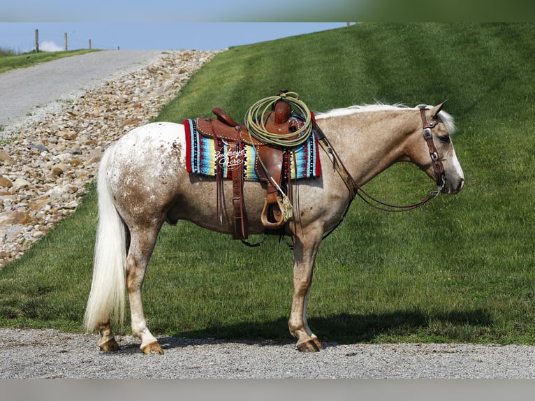 American Quarter Horse Mix Wallach 5 Jahre 147 cm Palomino in Millersburg