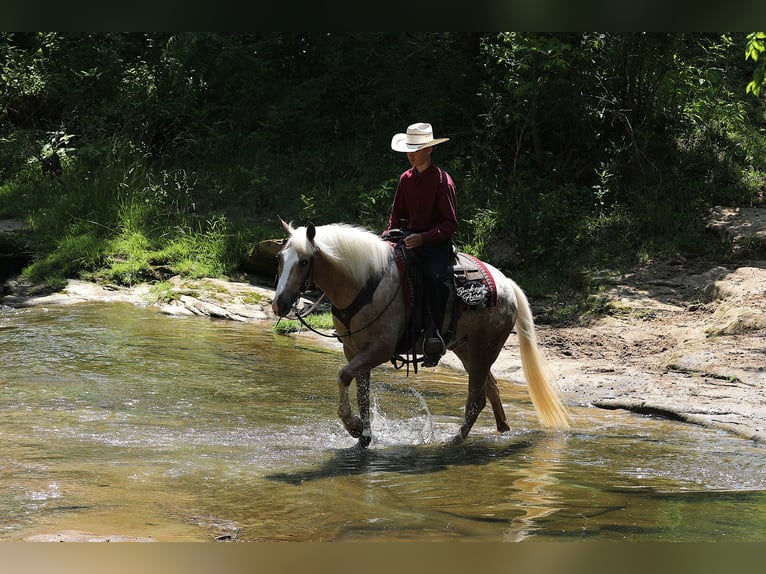 American Quarter Horse Mix Wallach 5 Jahre 147 cm Palomino in Millersburg
