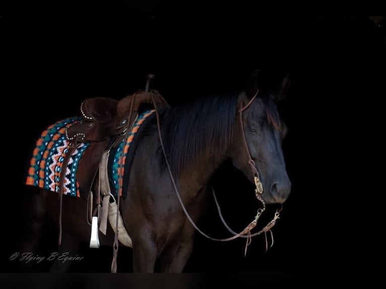 American Quarter Horse Wallach 5 Jahre 147 cm Rappe in Huntsville TX