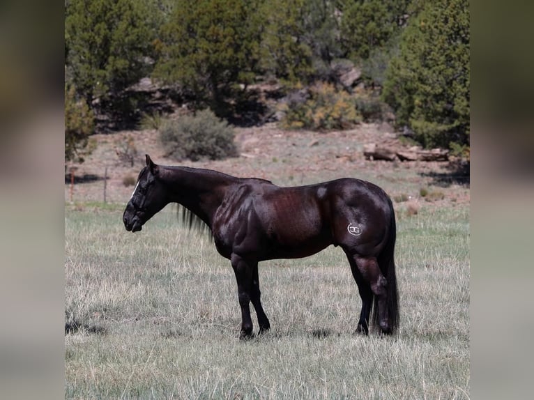 American Quarter Horse Wallach 5 Jahre 147 cm Rappe in Camp Verde, AZ