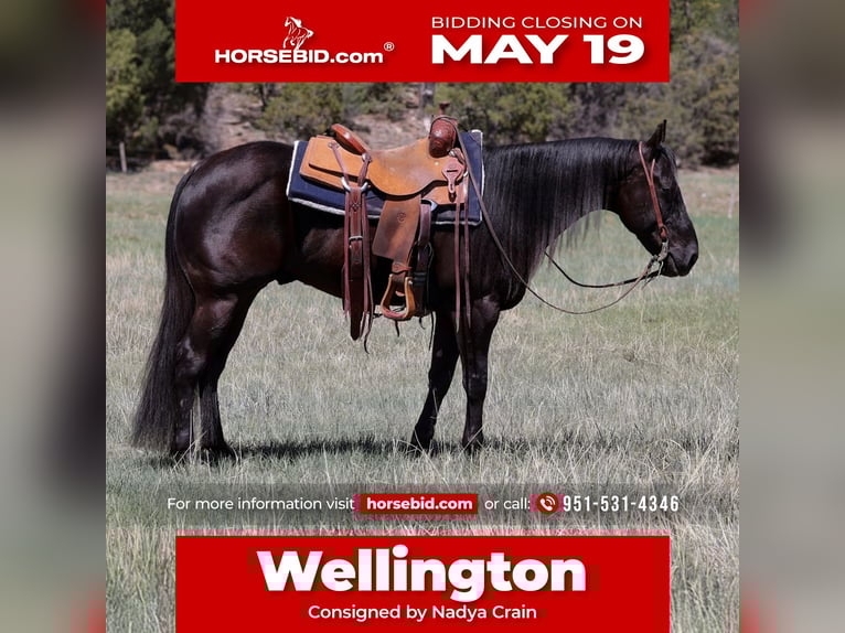 American Quarter Horse Wallach 5 Jahre 147 cm Rappe in Camp Verde, AZ